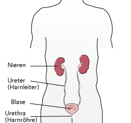 Abbildung von Nieren und Blase