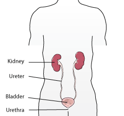 Illustration of kidneys and bladder