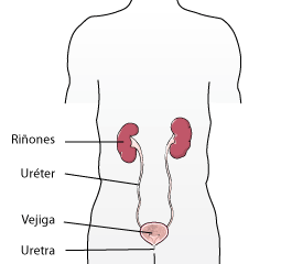 Ilustracin de los riones y la vejiga