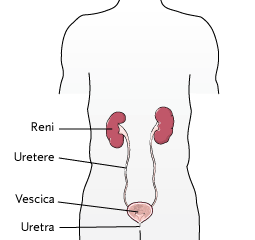 Illustrazione dei reni e della vescica