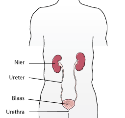 Illustratie van nieren en blaas